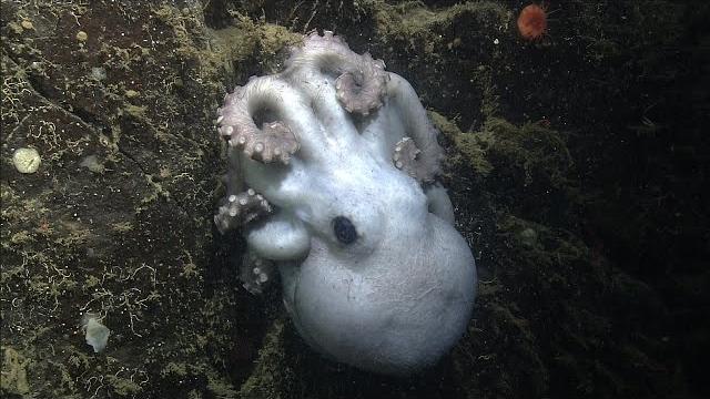 Octomom: deep-sea octopus guards her eggs for over four years Octomom: deep-sea octopus guards her eggs for over four years