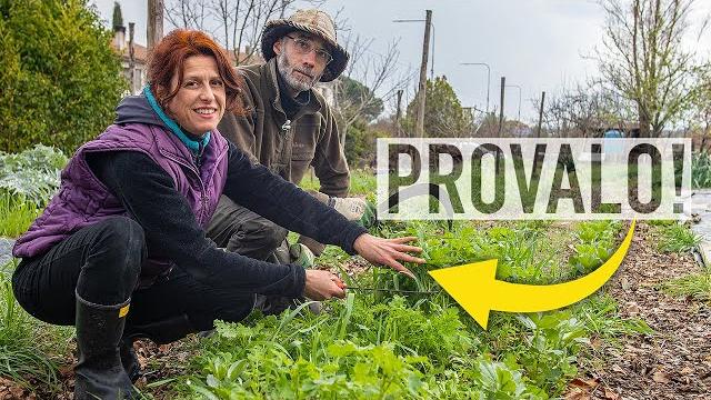 Consociazioni nell'orto. piante da coltivare insieme Consociazioni nell'orto. piante da coltivare insieme
