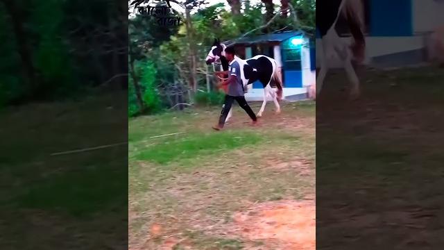 Most beautiful horse in bangladesh Most beautiful horse in bangladesh