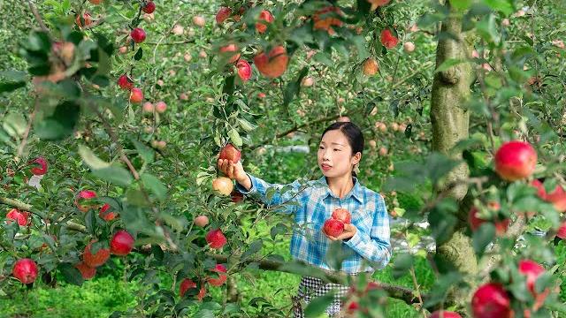 Make different chinese delicacies with apples| wild girl Make different chinese delicacies with apples| wild girl