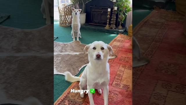 #dogs #rescuedog #jindo #dogs #rescuedog #jindo