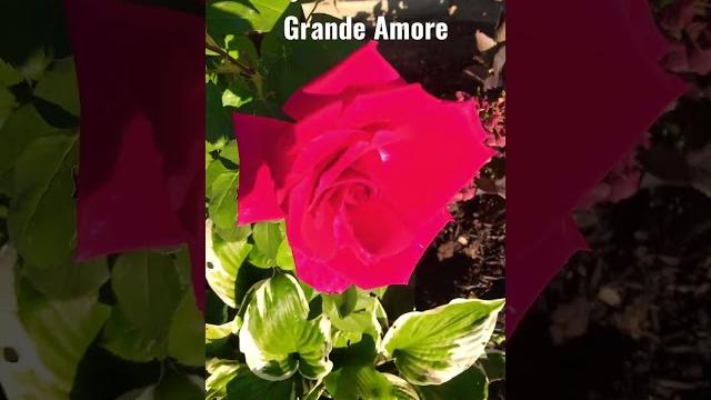 Hybrid tea rose Hybrid tea rose