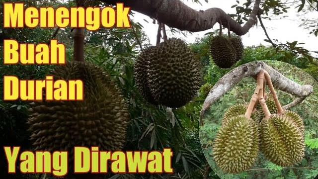 Menengok buah durian yang dirawat Menengok buah durian yang dirawat