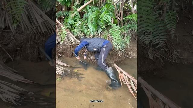 Catching big fish trapped in a small river #lelelembat Catching big fish trapped in a small river #lelelembat