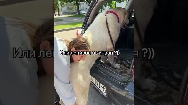 Худая раша в 2023 летом Худая раша в 2023 летом