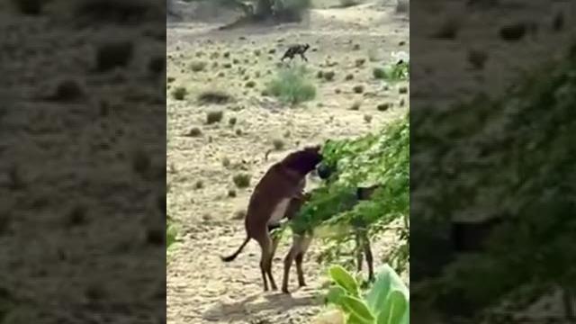 I wanna fuk you doneky porn #foryou #viralvideo #animallife #animallover #animals #donkey #shorts I wanna fuk you doneky porn #foryou #viralvideo #animallife #animallover #animals #donkey #shorts