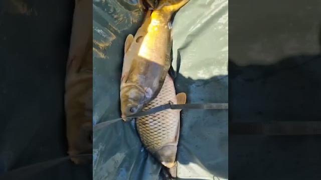 Pm baits from pm fishing they will be on sale soon. the reason: they were tested all year #carp#fish Pm baits from pm fishing they will be on sale soon. the reason: they were tested all year #carp#fish