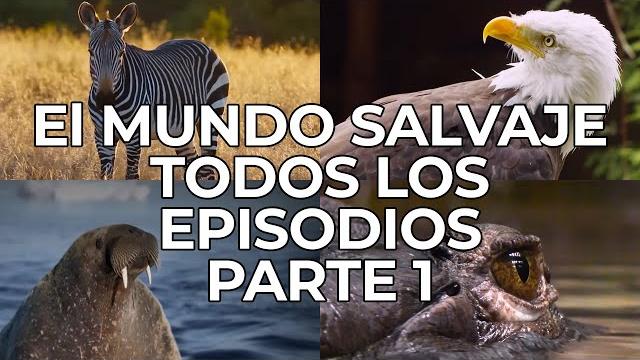 El mundo salvaje: todos los episodios parte 1 | free documentary nature - español El mundo salvaje: todos los episodios parte 1 | free documentary nature - español