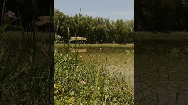 Paddy farming | panya village aalo west siang district arunachal pradesh #villagelife #farming Paddy farming | panya village aalo west siang district arunachal pradesh #villagelife #farming