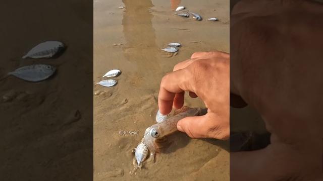 Small act, big impact: a rescue operation for a little fish Small act, big impact: a rescue operation for a little fish