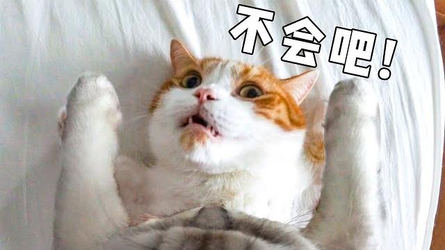 第一视角!猫头装相机拍一天,看完我不做人辣!|花花与三猫 cat live 第一视角!猫头装相机拍一天,看完我不做人辣!|花花与三猫 cat live