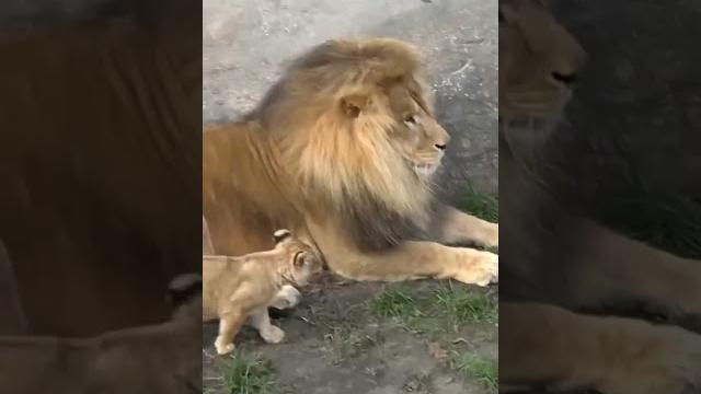 Funny father of lion cub | nouman hassan | Funny father of lion cub | nouman hassan |