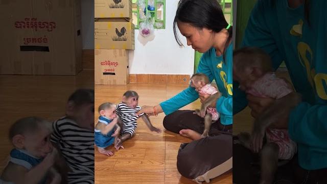 Mom arrange baby #monkey #monkeygirl #babyanimal Mom arrange baby #monkey #monkeygirl #babyanimal