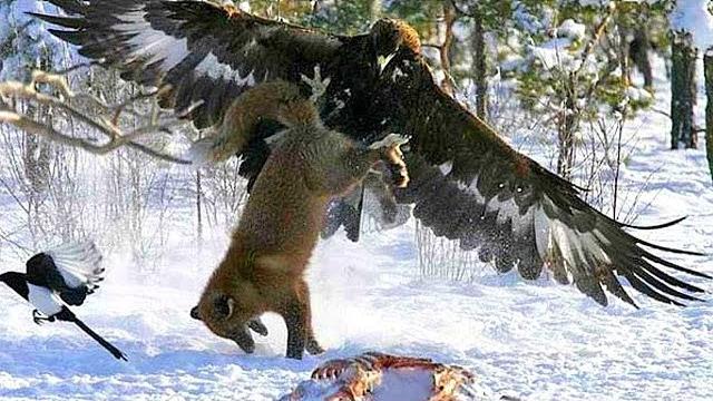 Орлы на охоте! как охотятся самые крупные хищные птицы Орлы на охоте! как охотятся самые крупные хищные птицы