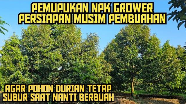Pemupukan npk grower persiapan pembungaan durian ‼️biar pohon tetap subur saat berbuah ️ Pemupukan npk grower persiapan pembungaan durian ‼️biar pohon tetap subur saat berbuah ️