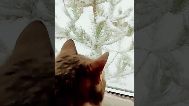 А на улице снежок #кот #котик #shorst #alinka #shorst #васька #новый #shorst #кошка #shorst А на улице снежок #кот #котик #shorst #alinka #shorst #васька #новый #shorst #кошка #shorst