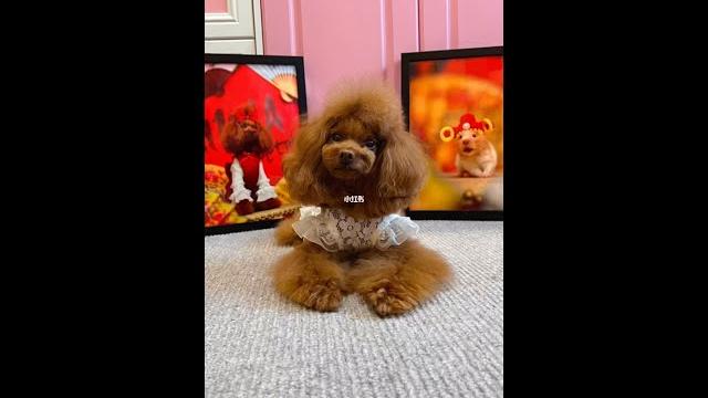 妈沫儿收纳小达人又上线了,这个相框可不一般~我家宠物好可爱 开心小宝贝 妈沫儿收纳小达人又上线了,这个相框可不一般~我家宠物好可爱 开心小宝贝