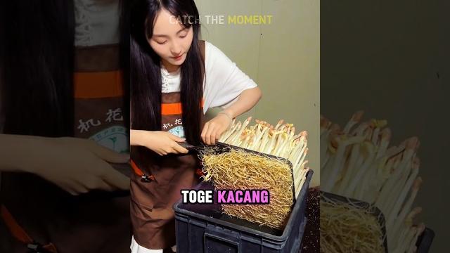 Panen toge tobrut kacang tanah #halmenarik Panen toge tobrut kacang tanah #halmenarik