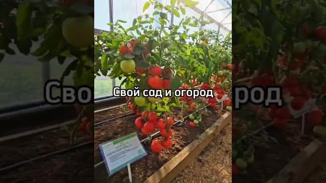 Идеи, что посадить в саду и огороде! Идеи, что посадить в саду и огороде!