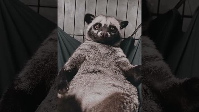 Musang pandan lagi santai Musang pandan lagi santai