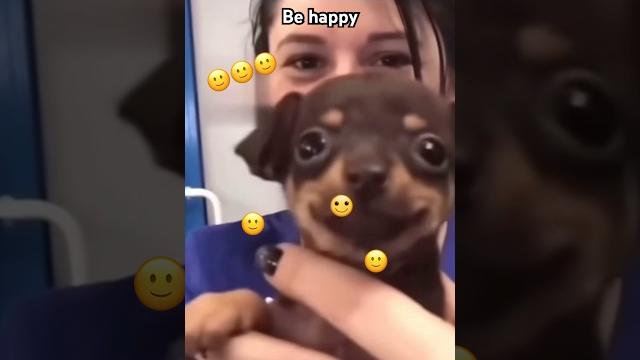 Be happy. #cute #happy #puppy Be happy. #cute #happy #puppy