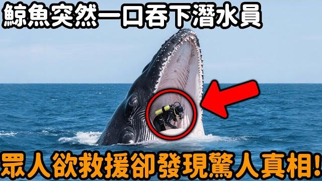 一頭鯨魚突然在海中張口,將潛水員整個吞入腹中,現場瞬間陷入恐慌。大家正準備展開救援時,卻發現事情根本不是他們想的那樣。真相曝光,全場陷入震驚。#鯨魚 #潛水員 #反轉 #自然觀察日記 #不可思議 #海 一頭鯨魚突然在海中張口,將潛水員整個吞入腹中,現場瞬間陷入恐慌。大家正準備展開救援時,卻發現事情根本不是他們想的那樣。真相曝光,全場陷入震驚。#鯨魚 #潛水員 #反轉 #自然觀察日記 #不可思議 #海