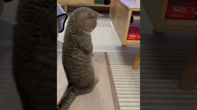 #cat #cute #cat #cute