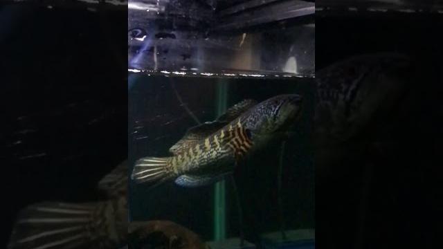 黄金眼镜蛇雷龙喂食 黄金眼镜蛇雷龙喂食