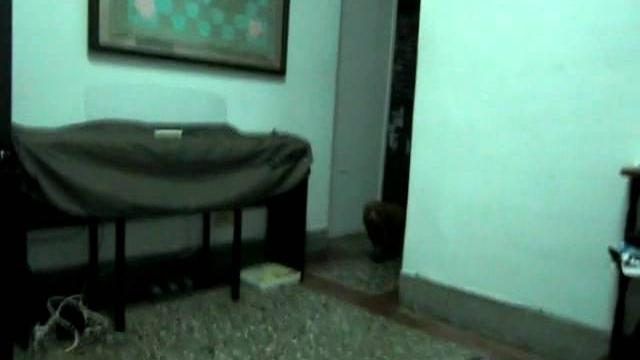 狗狗飛撲親 狗狗飛撲親