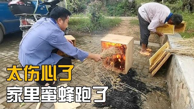 娄娄好伤心,去二哥家玩两天,家里的蜜蜂跑光了【海派小娄娄】 娄娄好伤心,去二哥家玩两天,家里的蜜蜂跑光了【海派小娄娄】