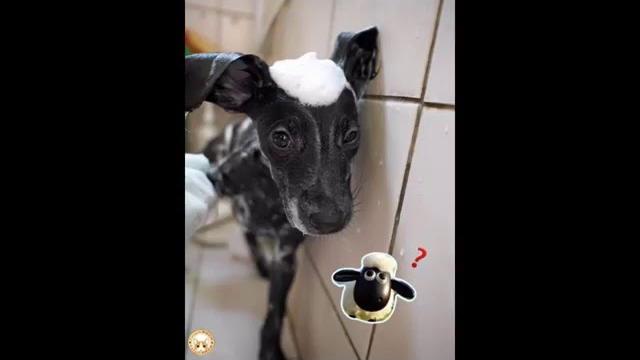 柯基犬tobyの異想世界『黑嚕嚕~~嚕啦啦~~』 柯基犬tobyの異想世界『黑嚕嚕~~嚕啦啦~~』