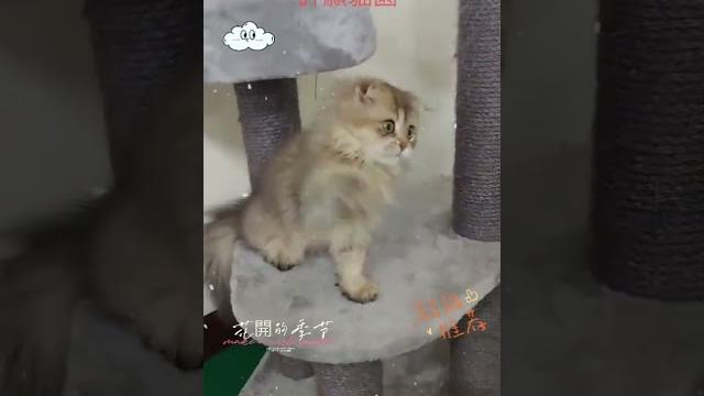 金吉拉 金吉拉