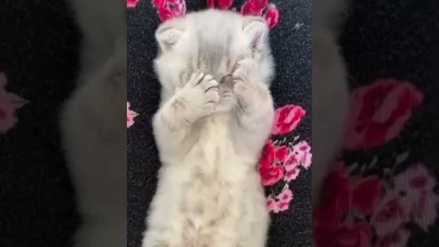#shorts #funnyshorts #cat #funny #madecats #catfight #cutecat #meowmrscat #kittyvideo #youtubeshorts #shorts #funnyshorts #cat #funny #madecats #catfight #cutecat #meowmrscat #kittyvideo #youtubeshorts