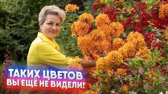 Таких цветов вы ещё не видели! Таких цветов вы ещё не видели!