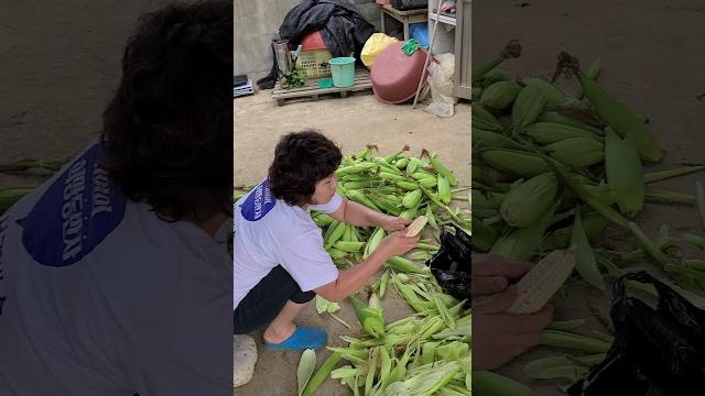 쏘혜의 옥수수체험~부지런런히 껍질까기!! 쏘혜의 옥수수체험~부지런런히 껍질까기!!