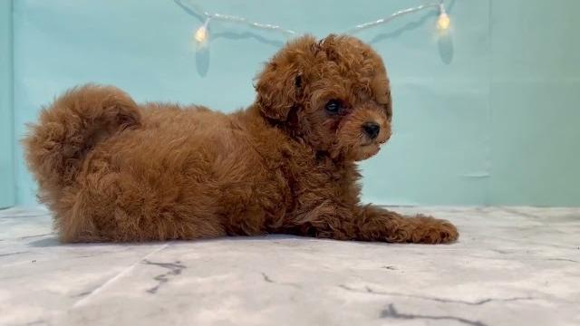 183950 トイプードル 【ペットショップ犬の家&猫の里春日井店】 183950 トイプードル 【ペットショップ犬の家&猫の里春日井店】