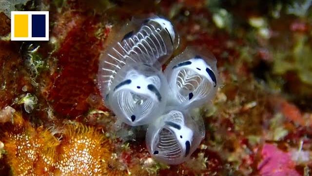 Meet japan’s skeleton panda sea squirt Meet japan’s skeleton panda sea squirt
