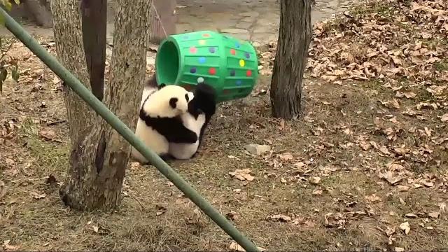 Live cam: panda bears | wolong grove panda yard Live cam: panda bears | wolong grove panda yard