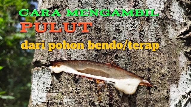 Cara mengambil pulut pohon bendo Cara mengambil pulut pohon bendo