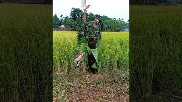 Bengali garden hunter#super#short#video# #india#indonesia#mexico# #vietnam#italy#united#spell# Bengali garden hunter#super#short#video# #india#indonesia#mexico# #vietnam#italy#united#spell#