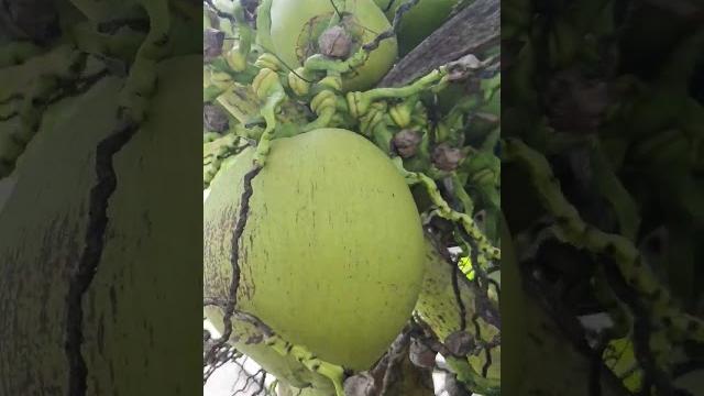 Kelapa mawar Kelapa mawar