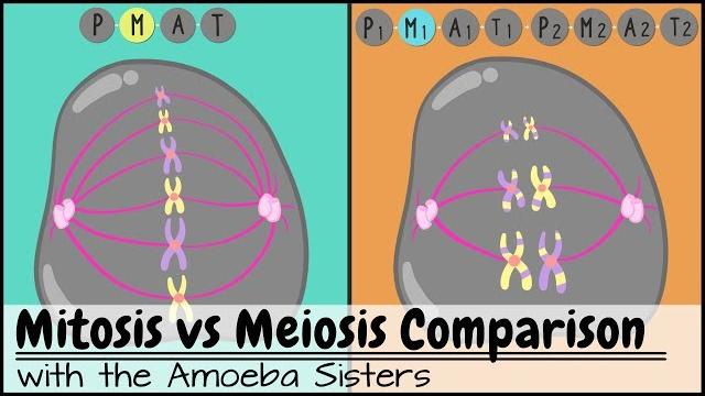 Mitosis vs. meiosis: side by side comparison Mitosis vs. meiosis: side by side comparison