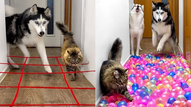 Owner has new challenges for dogs and cats every day Owner has new challenges for dogs and cats every day