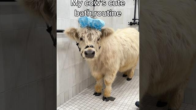 My cow’s cute bath routine 🫧 My cow’s cute bath routine 🫧