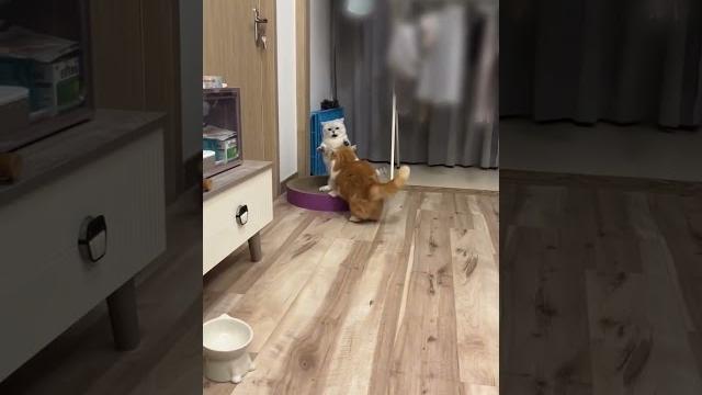 Cat little funny videos #funny #pets #catvideos #toyhouse #shaababies #cat #funnyvideo #animals Cat little funny videos #funny #pets #catvideos #toyhouse #shaababies #cat #funnyvideo #animals
