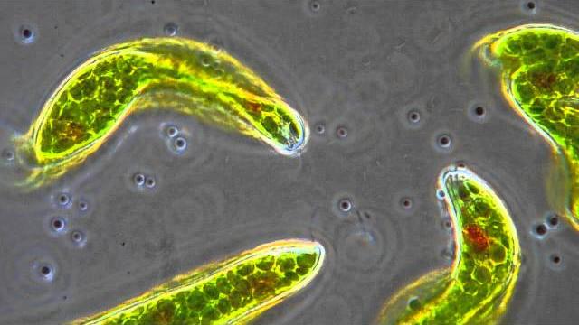 Euglena - flagellum movement in phase contrast Euglena - flagellum movement in phase contrast