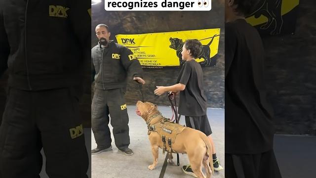 This dog recognized trouble and reacted accordingly! incredible speed! #shorts #dog #dogtraining This dog recognized trouble and reacted accordingly! incredible speed! #shorts #dog #dogtraining