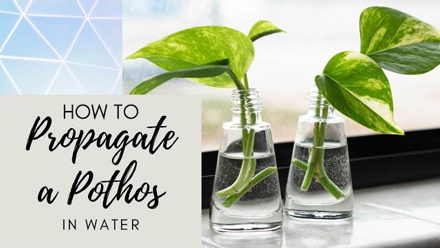 How to propagate pothos in water How to propagate pothos in water