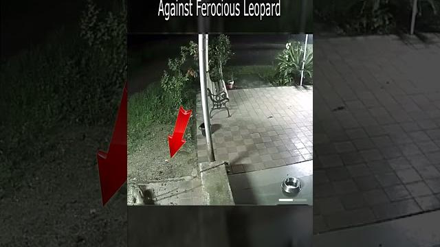 German shepherd's fight for survival against ferocious leopard #animal #shepherd #germanshepherd German shepherd's fight for survival against ferocious leopard #animal #shepherd #germanshepherd