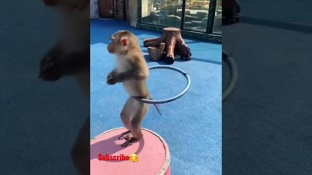 Monyet joget ajojing lucu ngakak || animals || #animals #shorts #suarahewan #monyetlucu #ajojing Monyet joget ajojing lucu ngakak || animals || #animals #shorts #suarahewan #monyetlucu #ajojing